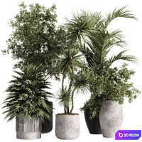 indoor plants - 34 plant collections in pot
