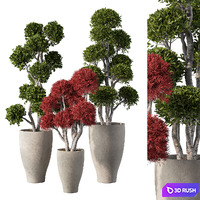 Indoor Plant Set.115