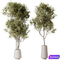 HQ HousePlants Mission Kalamata Leccino Arbequina Wilsonii Chemlali Olive Set11