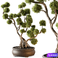 Indoor Plant 705 - Bonsai Plant
