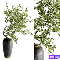 Indoor Bonsai Plants 42