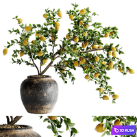 Indoor Bonsai Plants 48
