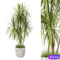 Indoor large Dracaena plant