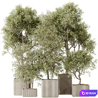 Indoor plants set 73 Mission Kalamata Leccino Arbequina Wilsonii Chemlali Olive