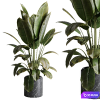 Ficus elastica - Ficus rubber indoor plant 501
