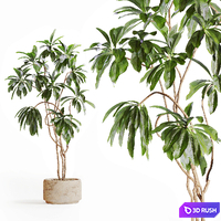 Tree in Stone Planter