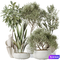 Indoor plants set 86 Mission Kalamata Olive and Ficus African Fig and Aspidistra Elatior