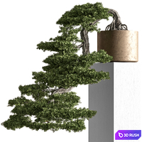 Indoor Plant 756 - Bonsai Set