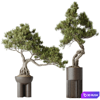 Indoor plants set 107 Bonsai Pinus Pentaphylla Thunbergii