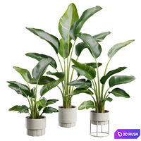 Strelitzia Nicolai Plant Set