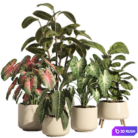 Indoor plant set 73- ceramic pot