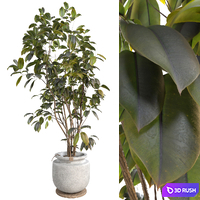 Bonsai Jungle Ficus Tree 350