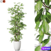 Plants collection 1138
