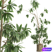 Indoor plant set 062