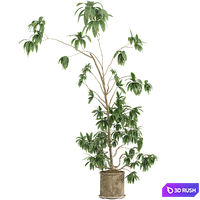 thumb image
