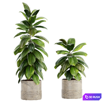 Indoor Plant Set 045