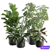 Indoor Plants Pack 78
