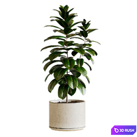 Ficus elastica plants TA 4