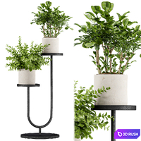 Indoor Plant Set 147