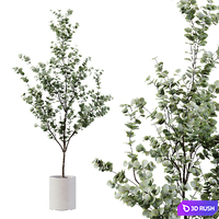 Indoor Plant 28