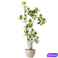 Special plant in pot