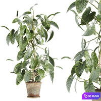 Set37 indoor plant
