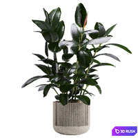 Ficus plant