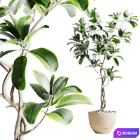 ficus plant in pot