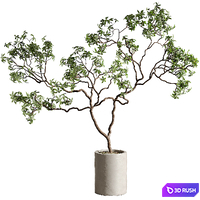 Indoor plant