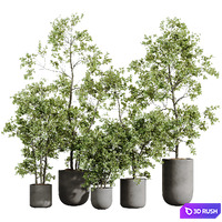 HousePlants Mission Kalamata Leccino Arbequina Wilsonii Chemlali Olive Set53
