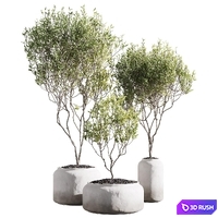Set of indoor living plants in pots 41