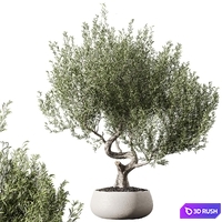 Indoor living plant in pots 14