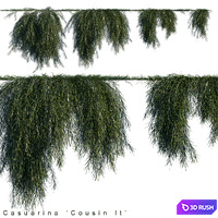 Casuarina cousin it creeper