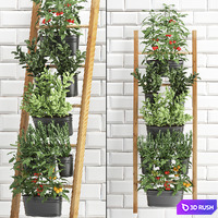 Collection of plants kitchen garden vegetable garden in pots buckets railing stairs white tile apron with vegetables, tomatoes, rosemary, basil, Vertical landscaping. Set 36.