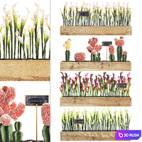 Vertical gardening in wooden wall boxes pots with cactus, Sarracenia, Gymnocalcium, desert plants. Set 44.