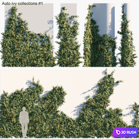 Auto ivy collections # 1
