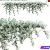 Artemisia californica - Coastal Sagebrush - 02