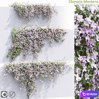 Clematis Montana # 1