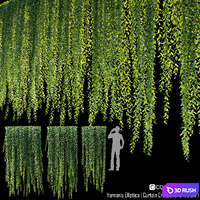 Vernonia Elliptica | Curtain Creeper # 4 (2.5m)