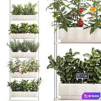 Plant collection 1411