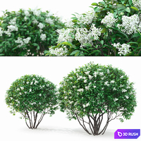 Ligustrum flowering