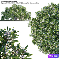 Leucopogon parviflorus, shrub
