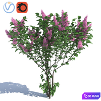 Lilac, 3 lilac bushes