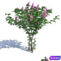 thumb image