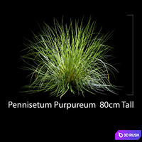 Pennisetum Purpureum