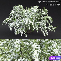 Spiraea Vanhouttei