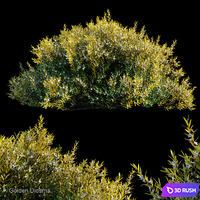 Golden diosma