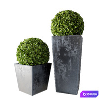 Boxwood Set 01