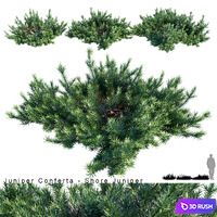 Juniperus Conferta | Shore juniper