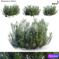 Rosemary albus